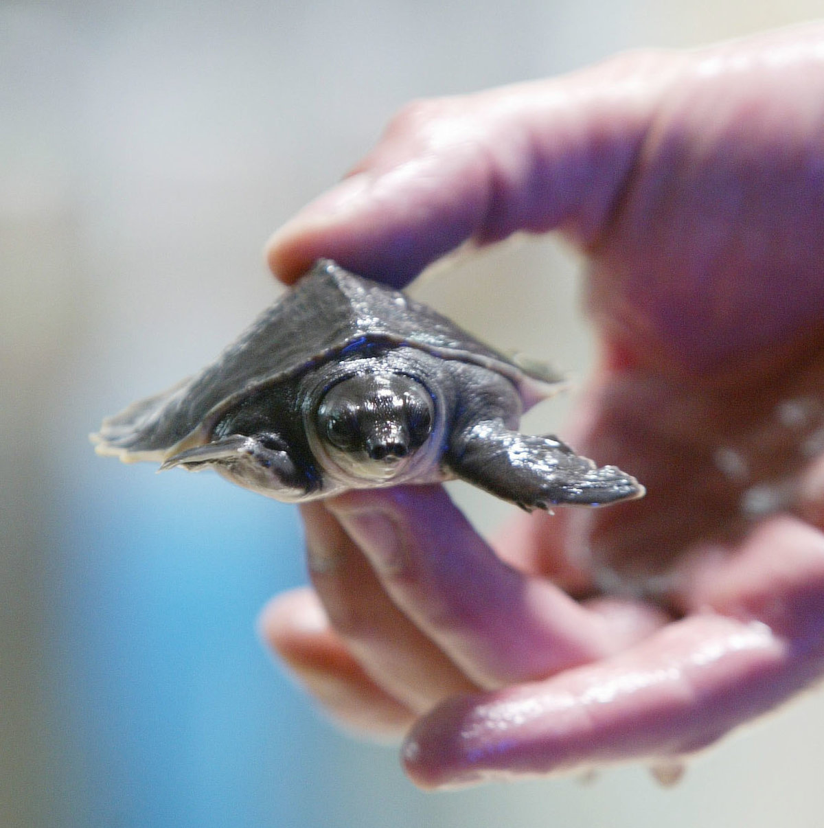 only original slovak turtle