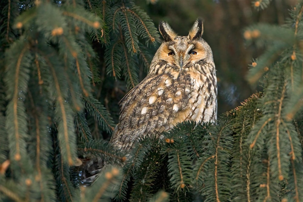 Long-eared owl