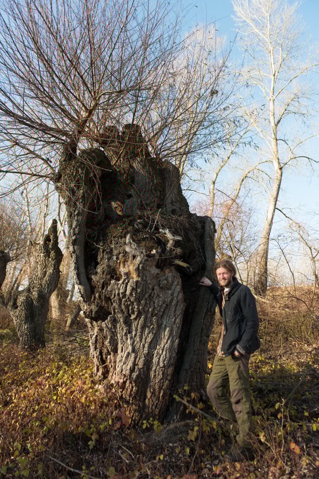 Pavol Littera in the renewed willow grove at Veľkolélsky Island.