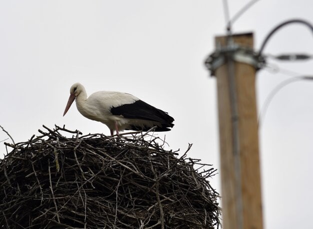 The first white stork nested in the village of Zemplínske Hradište in eastern Slovakia. There are about 20 nests in the village.