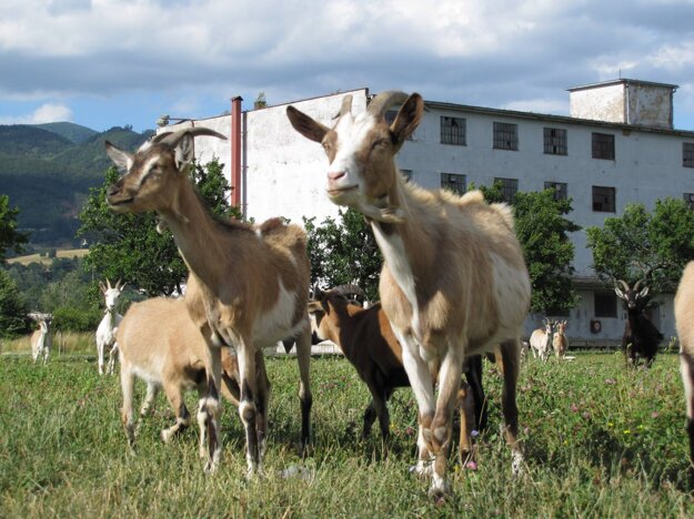 Goats at the SIM relaxation area in Martin.