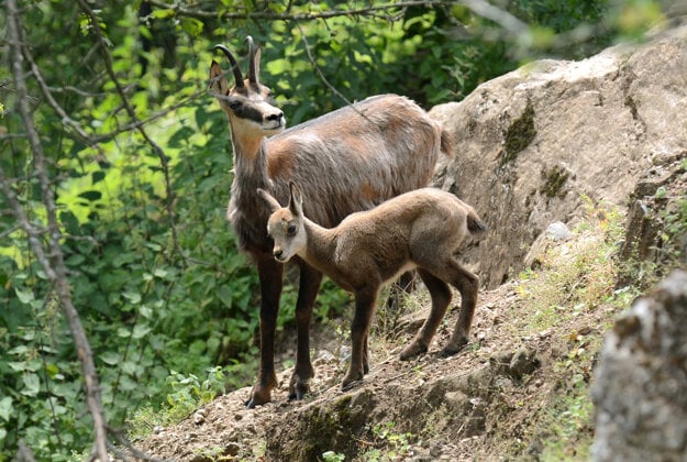 More than a thousand chamois will winter in the Tatras this year, the latest count has shown.