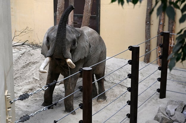 A new elephant in the Bojnice zoo, seen for the first time out in its enclosure. For the first time in 40 years, the zoo gained a new elephant, which was originally born in Zimbabwe.