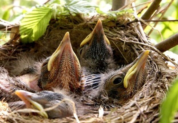 Birds ensting in spring, illustrative stock photo.