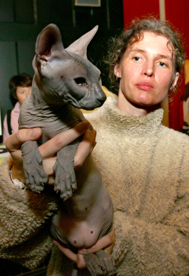 Cat show, illustrative stock photo