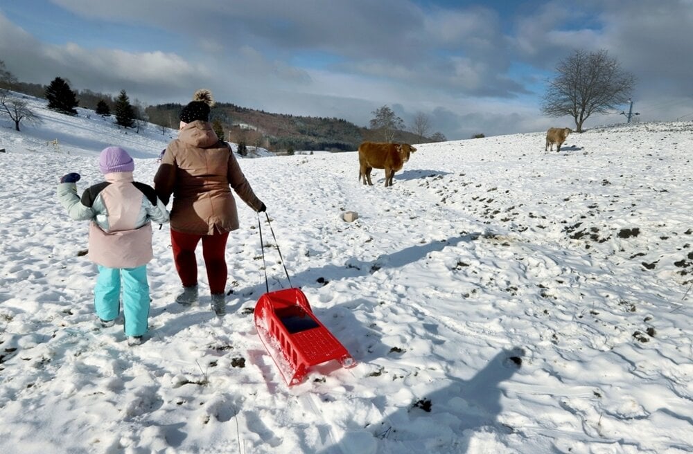 Cows and sledgers meet on the slope of a closed ski centre in Kráľová pri Zvolene, central Slovakia.