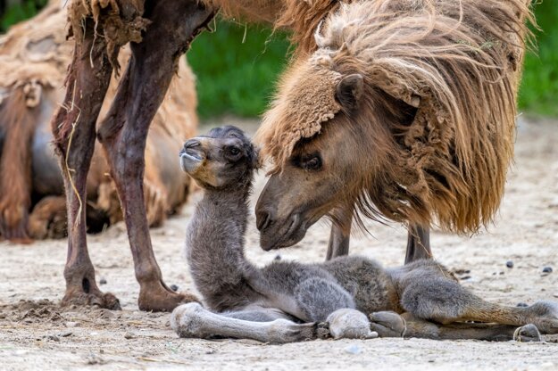 Baby Camel Celestina.