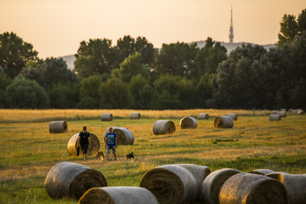 People walk with dogs by haystacks near the island of Kopáč near the Bratislava dam, the TV tower on Kamzík Hill in the background.