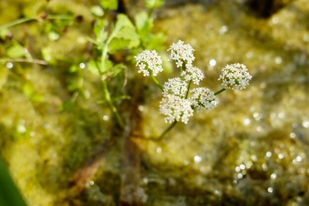 Creeping marshwort is on the list of protected plants in Slovakia.