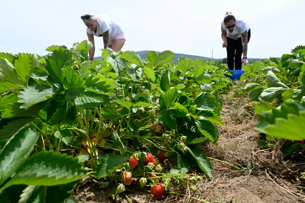 Women are self-picking strawberries in Návojovce, Partizánske, western Slovakia, on May 23, 2022.