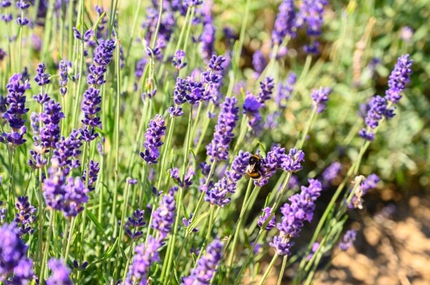 Lavandula herbs people can pick for themselves in the village of Zbehy.