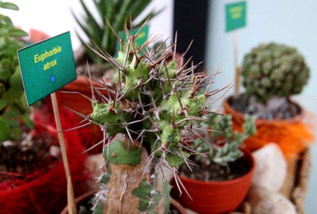 Cacti and succulents, illustrative stock photo