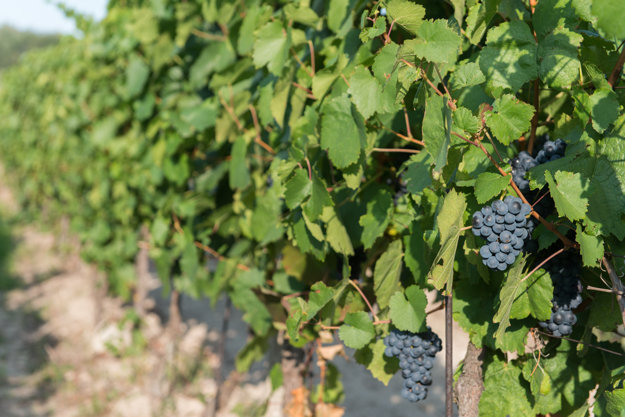 Račianska Frankovka grapes in a vineyard in Nové Mesto