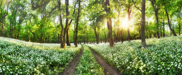 Forest in Malé Karpaty (Small Carpathians) near Buková