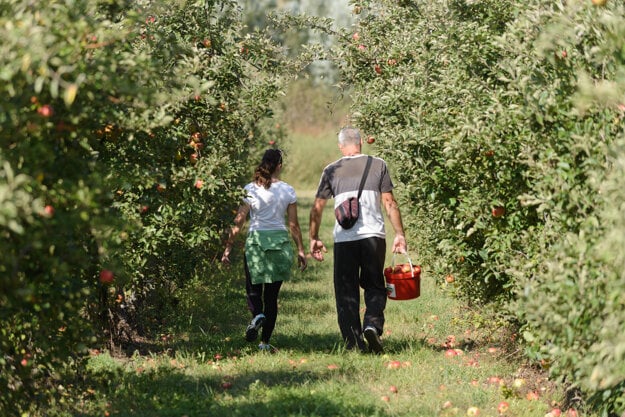 With the autumn in full swing, people start stocking up for the winter. In the picture, people pick apples in Dvory nad Žitavou, near Nové Zámky.