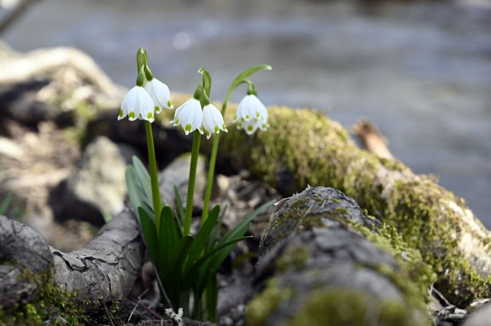 Spring snowflake in bloom in the Jovsianska Hrabina nature reserve (in the Michalovce district in eastern Slovakia. It is the largest locality with this protected flower in the country.