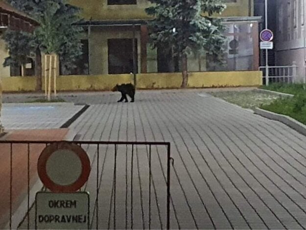 A bear walking on the street in Žiar nad Hronom on June 21, 2021. 