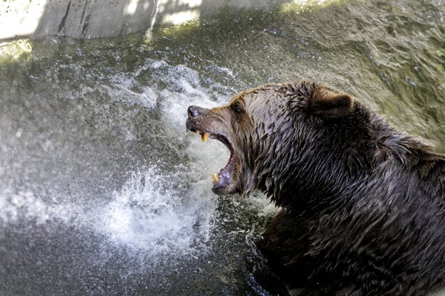 Brown bear refreshes under a stream of cold water during a hot summer day in the zoo in Bratislava.