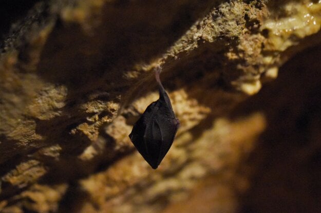 The lesser horseshoe bat in the Driny cave near the village of Smolenice, Trnava Region.