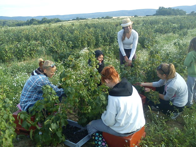 Hand picking of currants.