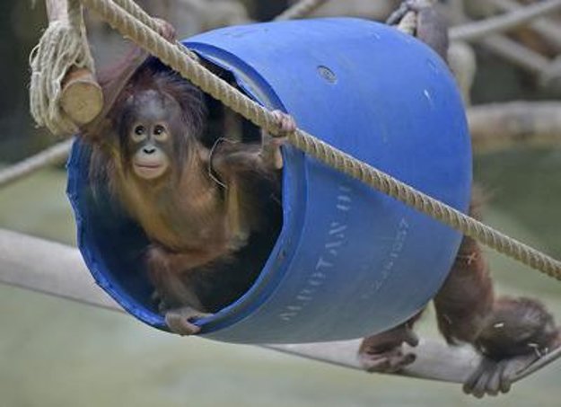 Orangutans, illustrative stock photo
