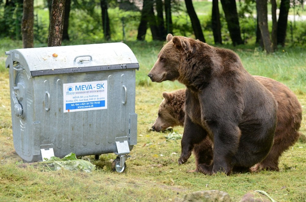 Spotting Animals In Slovakia Spectacular Slovakia