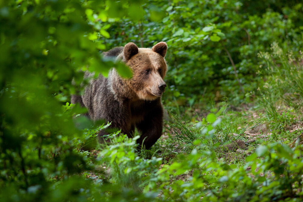 Bears can be observed in the High Tatras National Park