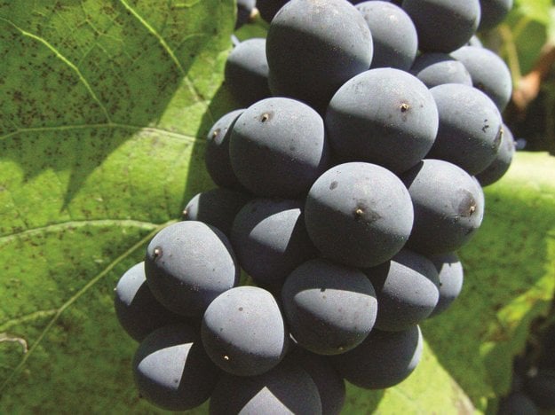 Blaufränkisch and Saint Laurent are the most popular blue varieties in Slovakia.