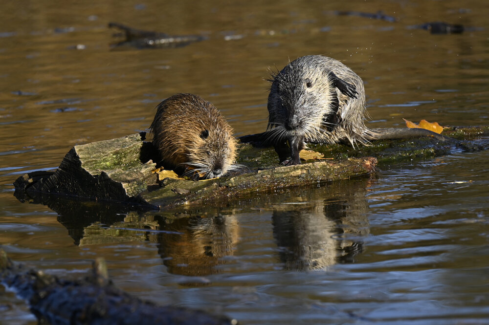 Coypus near the village of Skačany.