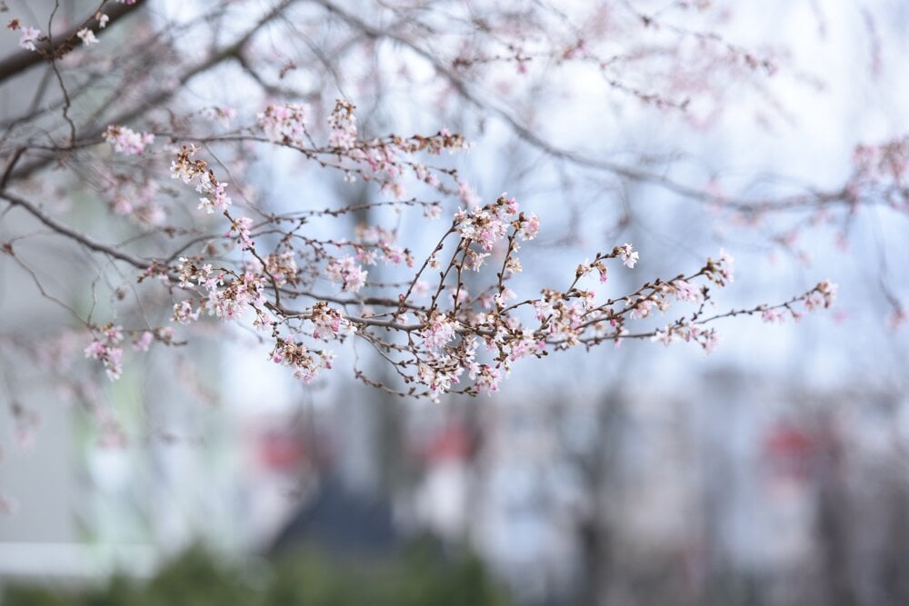 A cherry blossom tree began to bloom in Trnava.