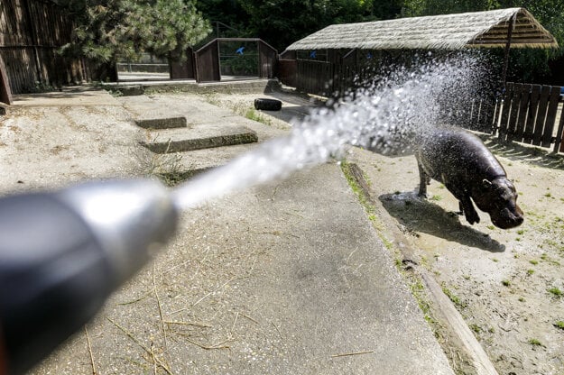 The Liberian hippopotamus gets refreshed under a stream of cold water during a hot summer day at the Bratislava Zoo on June 24, 2021.