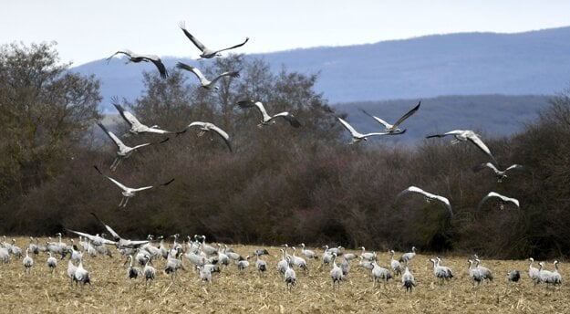 Common cranes make a stop in eastern Slovakia on the way to northern Europe.