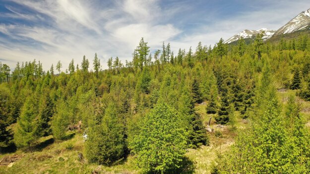 In 2021, SPP also helped to plant trees in several areas in the High Tatras.