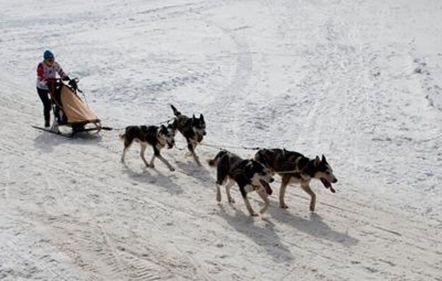 Mushing contest, Donovaly