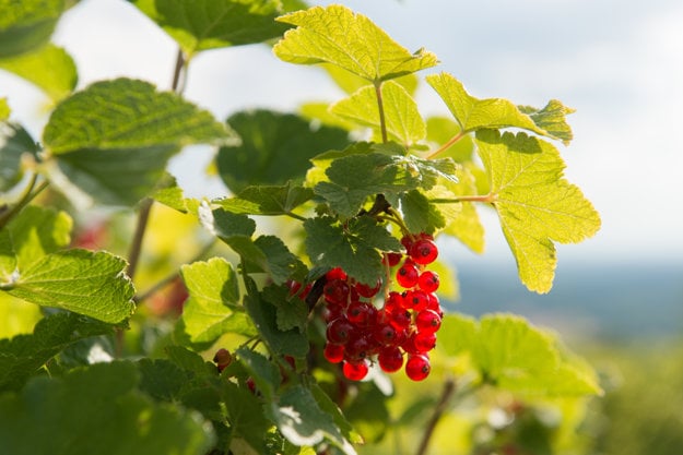 Red currants