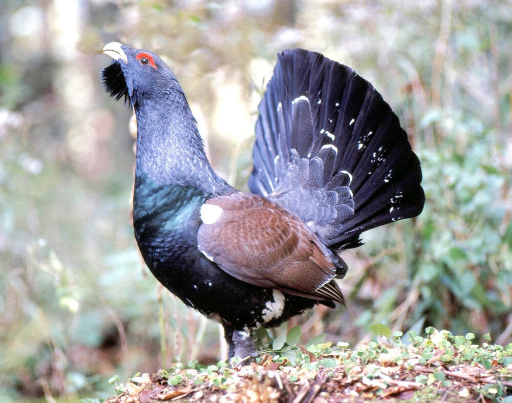 Wood grouse