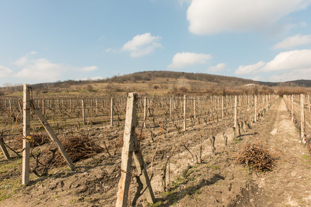 Vineyards of Nové Mesto