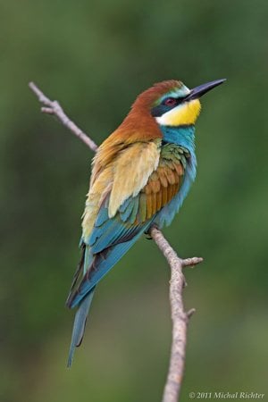 Bee-eater (Merops apiaster) is one of the most colourful birds living in nature in Slovakia.