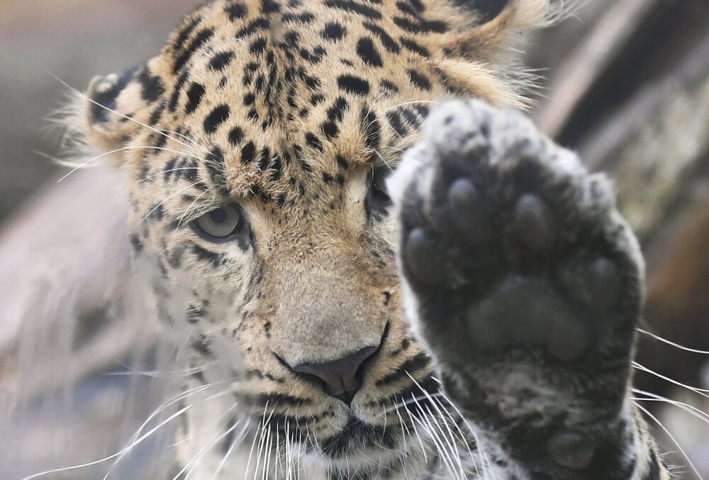 Chinese leopard, named Ju-Long, arrived to Košice ZOO.