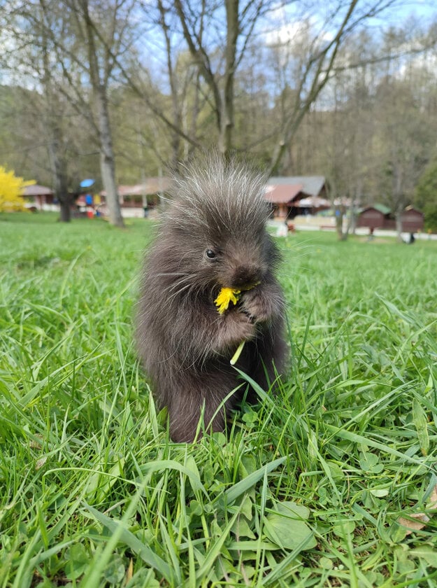 First North American porcupine cub, named Hugo, was born in Košice early April.