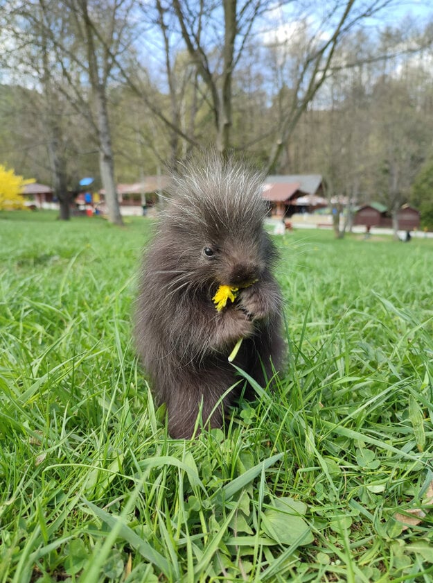 First North American porcupine cub, named Hugo, was born in Košice early April. 