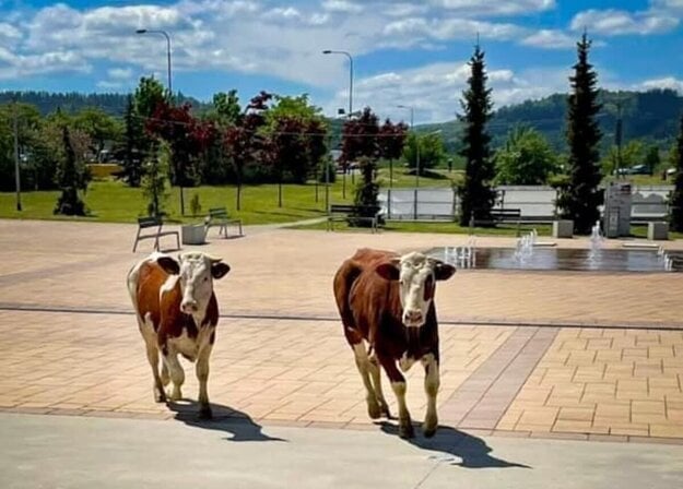 A herd of frightened cows promenading in the Poprad streets.