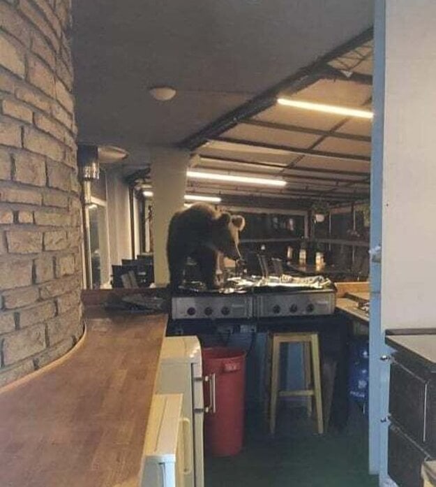 A young bear sighted in the kitchen of a hotel in the High Tatras.