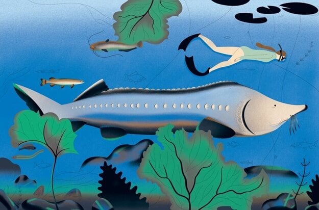 The beluga sturgeon takes readers down the Danube in Michal Hvorecký's new book.