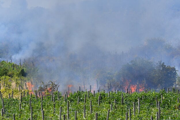 A vineyard burns in the Bratislava borough of Rača.