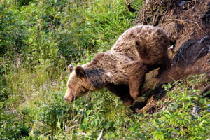 A bear whose image was captured by a trail camera in the Malá Fatra mountains.