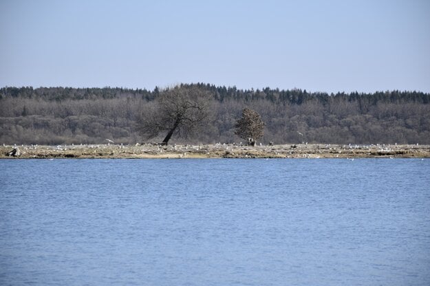 Bird Island at Orava Dam