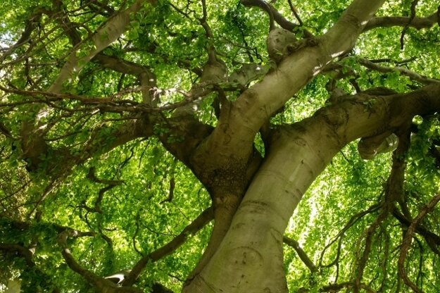 Bratislava's Old Town presents its most beautiful trees