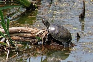 The European pond turtle is the only original turtle species that lives in Slovakia.