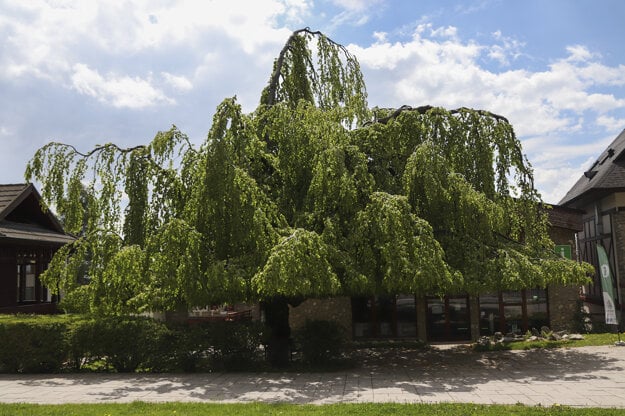 The 70-year old European beech (Fagus sylvatica 'Pendula')from Starý Smokovec nicknamed the Tatra umbrella or the lovers’ tree has been named The Tree of the Year 2021.